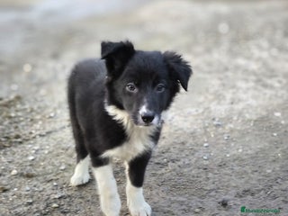 Border Collie perros - Anuncio 1