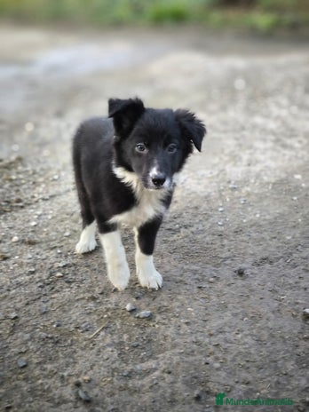Border Collie perros - Anuncio 2