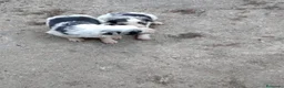 Border Collie perros en venta: Cachorros de Border collie  - Anuncio 2