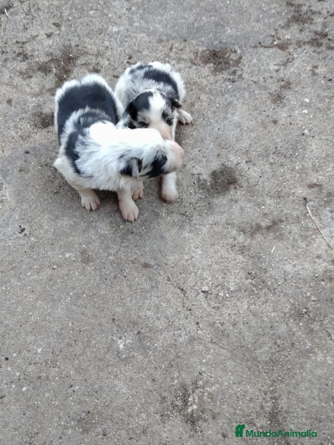 Border Collie perros en venta: Cachorros de Border collie  - Anuncio 2