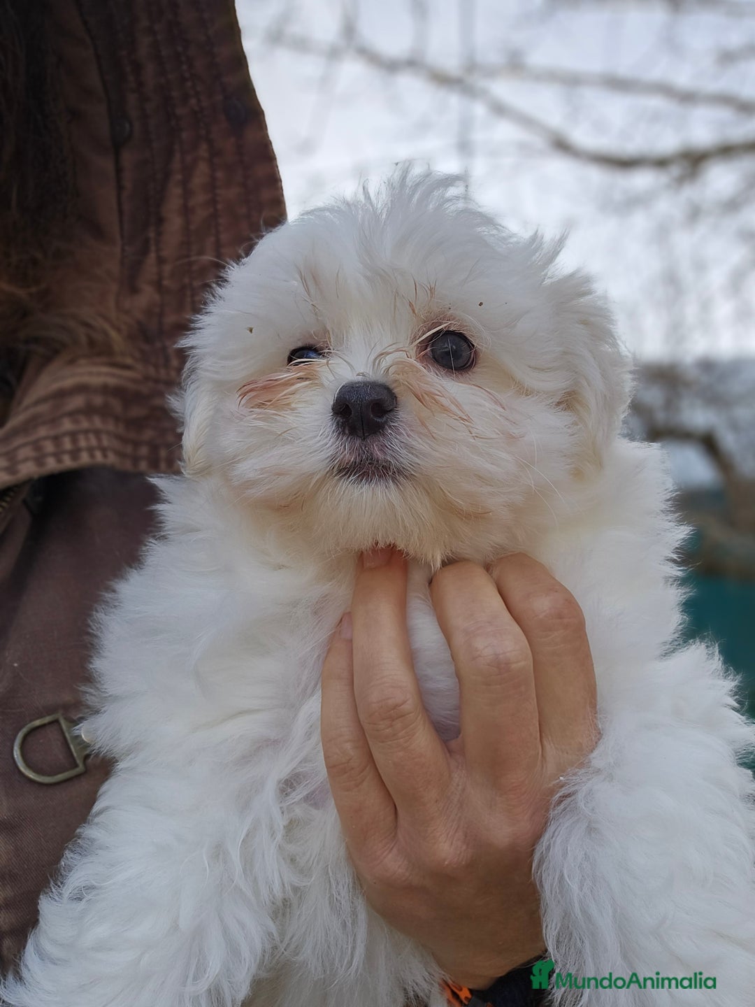 Bichón Maltés perros en venta: Bichon maltés en jerez - Anuncio 3
