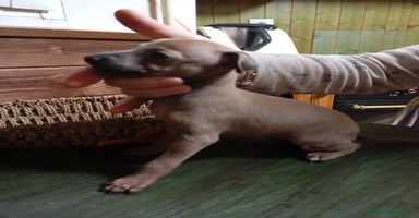 Pequeño Lebrel Italiano perros - Anuncio 6