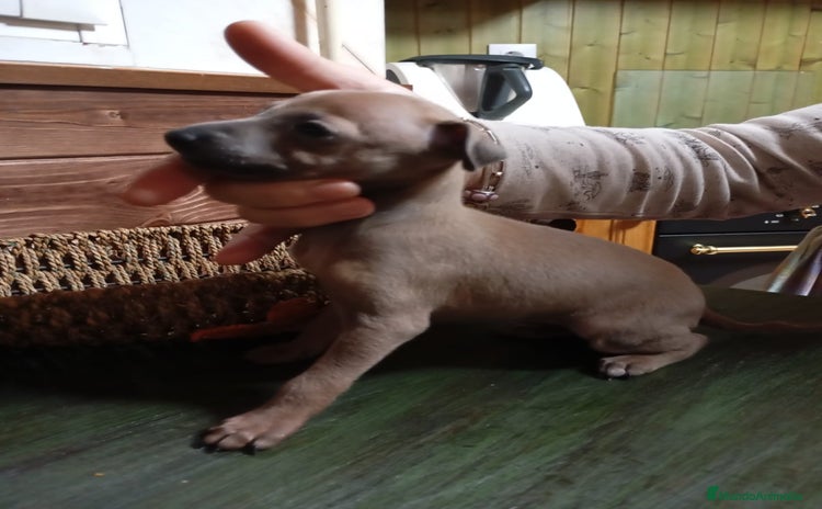 Pequeño Lebrel Italiano perros - Anuncio 1