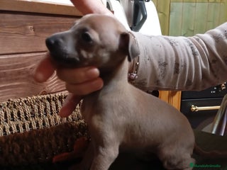 Pequeño Lebrel Italiano perros - Anuncio 6