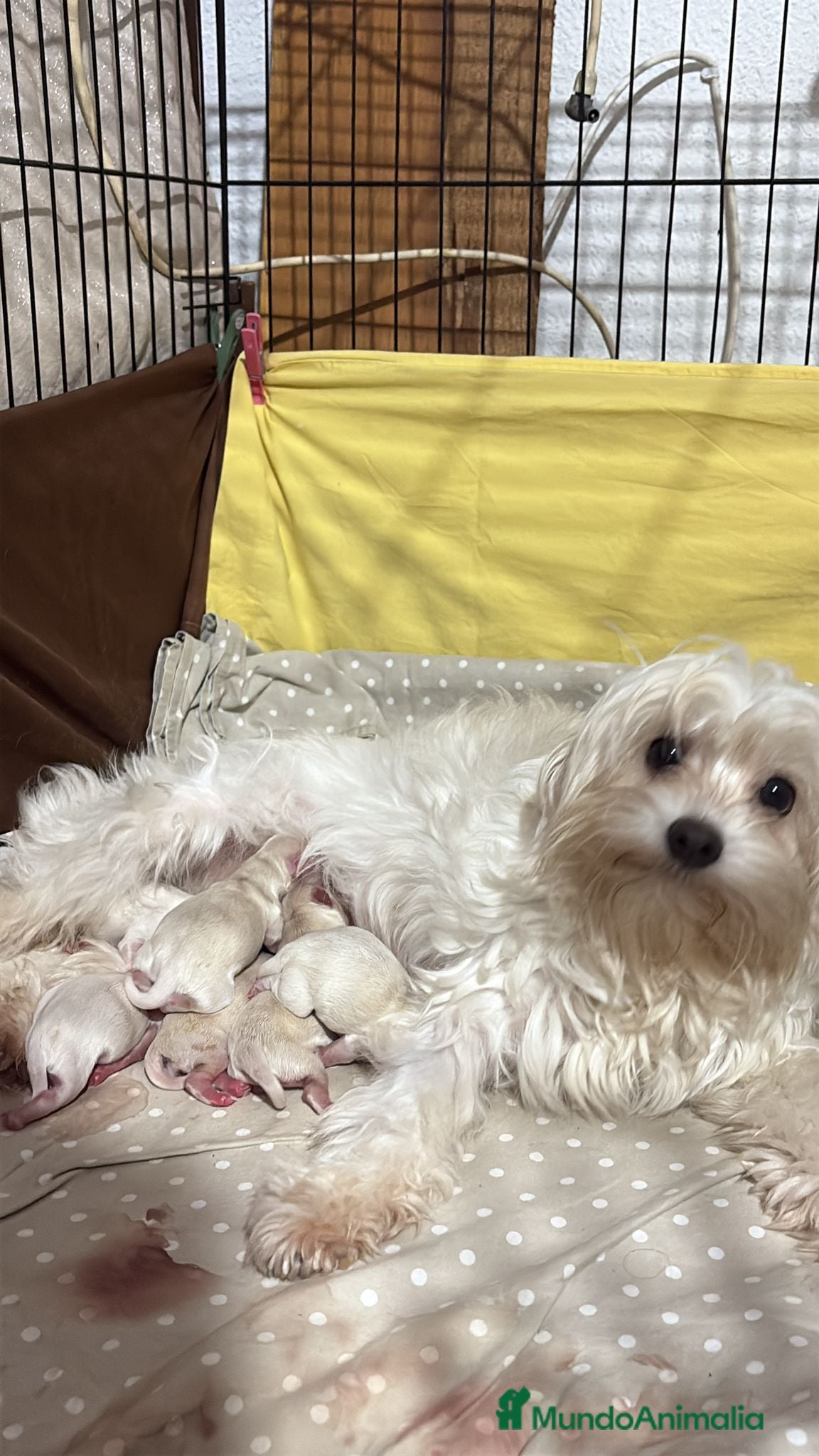 Bichón Maltés perros Preciosos bichon maltes listos para reservar - Anuncio 1