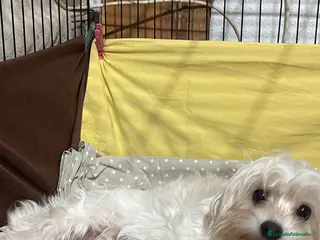 Bichón Maltés perros Preciosos bichon maltes listos para reservar - Anuncio 1