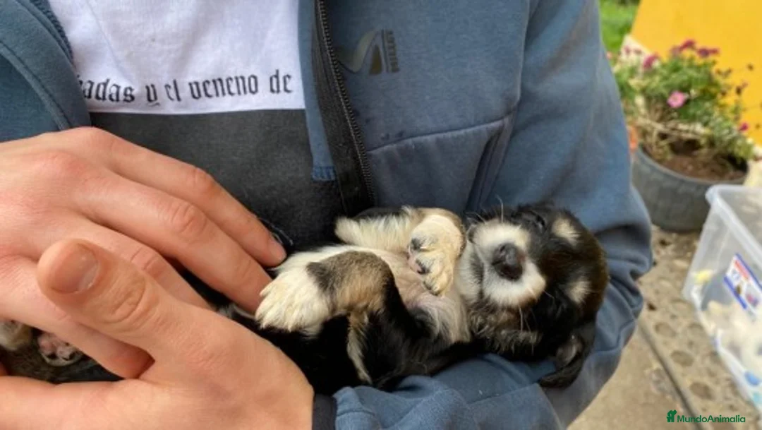 Imagen de galería {{count}}