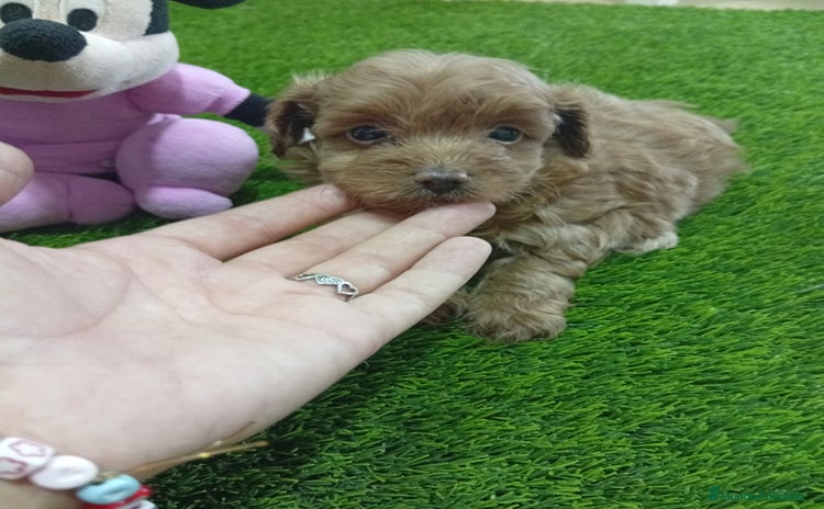 Maltipoo perros - Anuncio 2