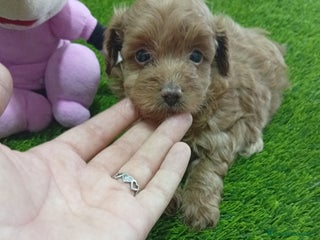 Maltipoo perros - Anuncio 4