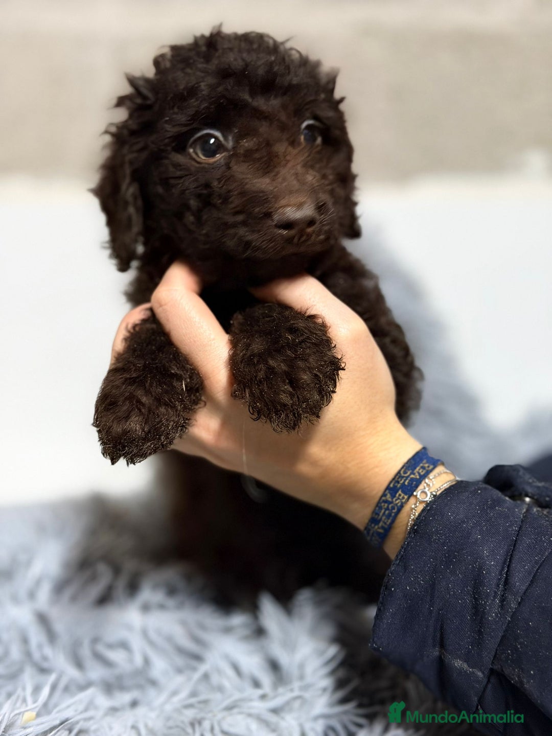 Perro de Agua Español perros en venta: PERRO DE AGUA CHOCOLATE - Anuncio 3