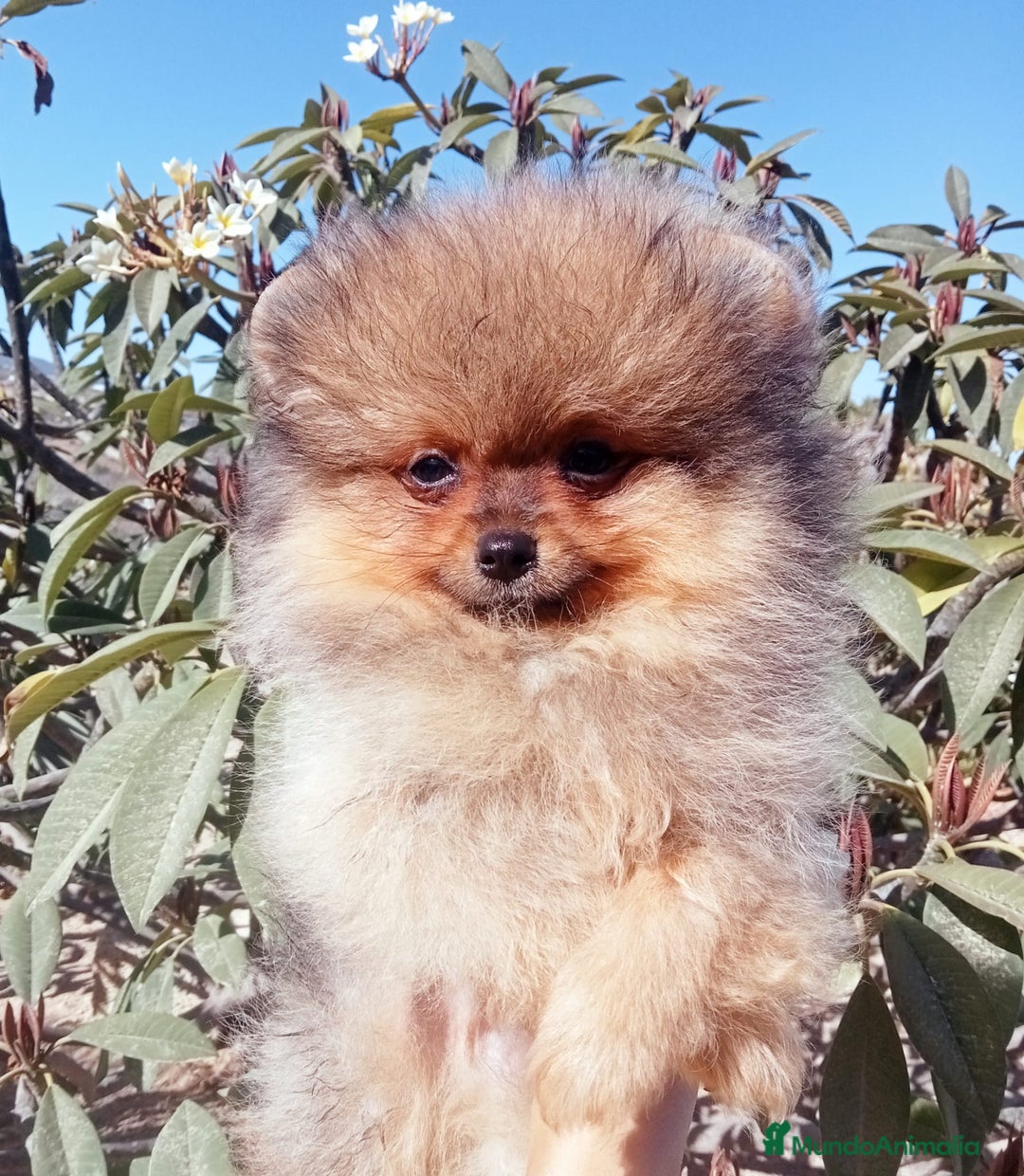 Pomerania perros en venta: Camada de pomerania toy  - Imagen 3