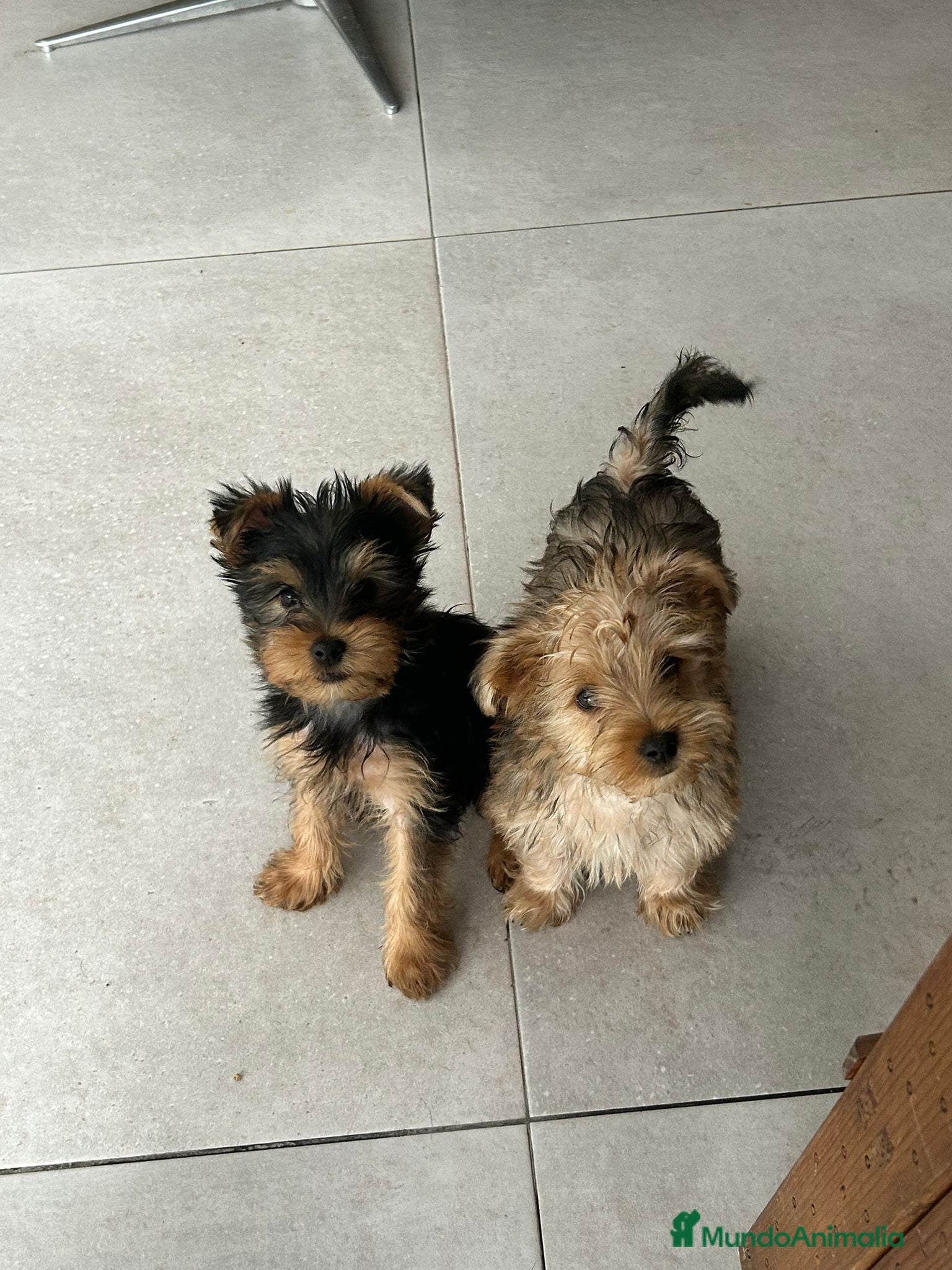 Yorkshire Terrier perros Yorkshire mini - Anuncio 2
