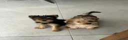 Yorkshire Terrier perros en venta: Yorkshire mini - Anuncio 1