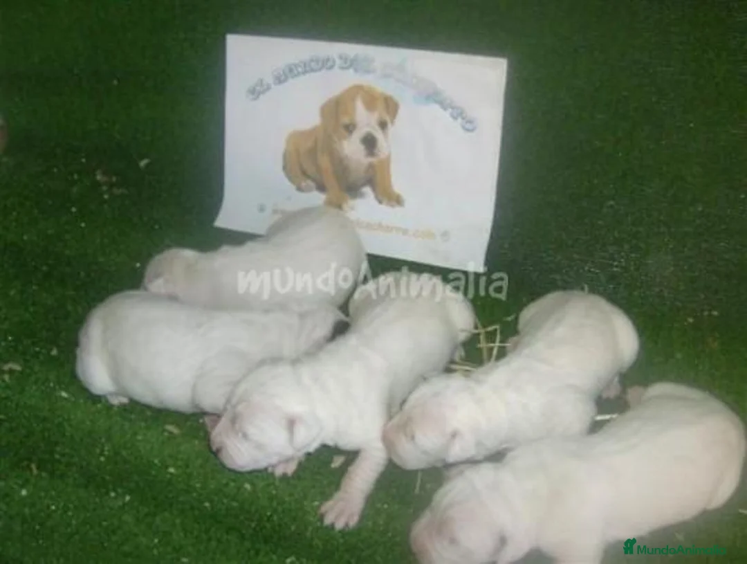 Imagen de galería {{count}}