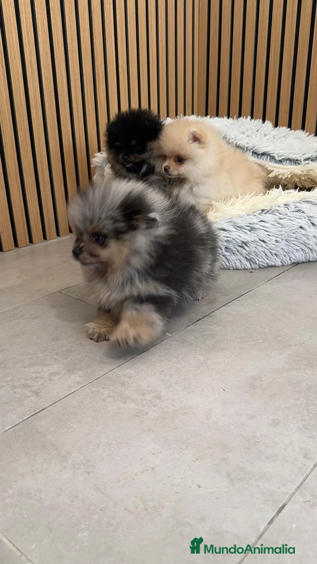 Pomerania perros en venta: Pomerania TOY ♂️♀️ Merle, Crema, Black&Tand - Anuncio 12