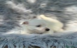 West Highland White Terrier perros en venta: WEST HISDLAND TERRIER - Imagen 6