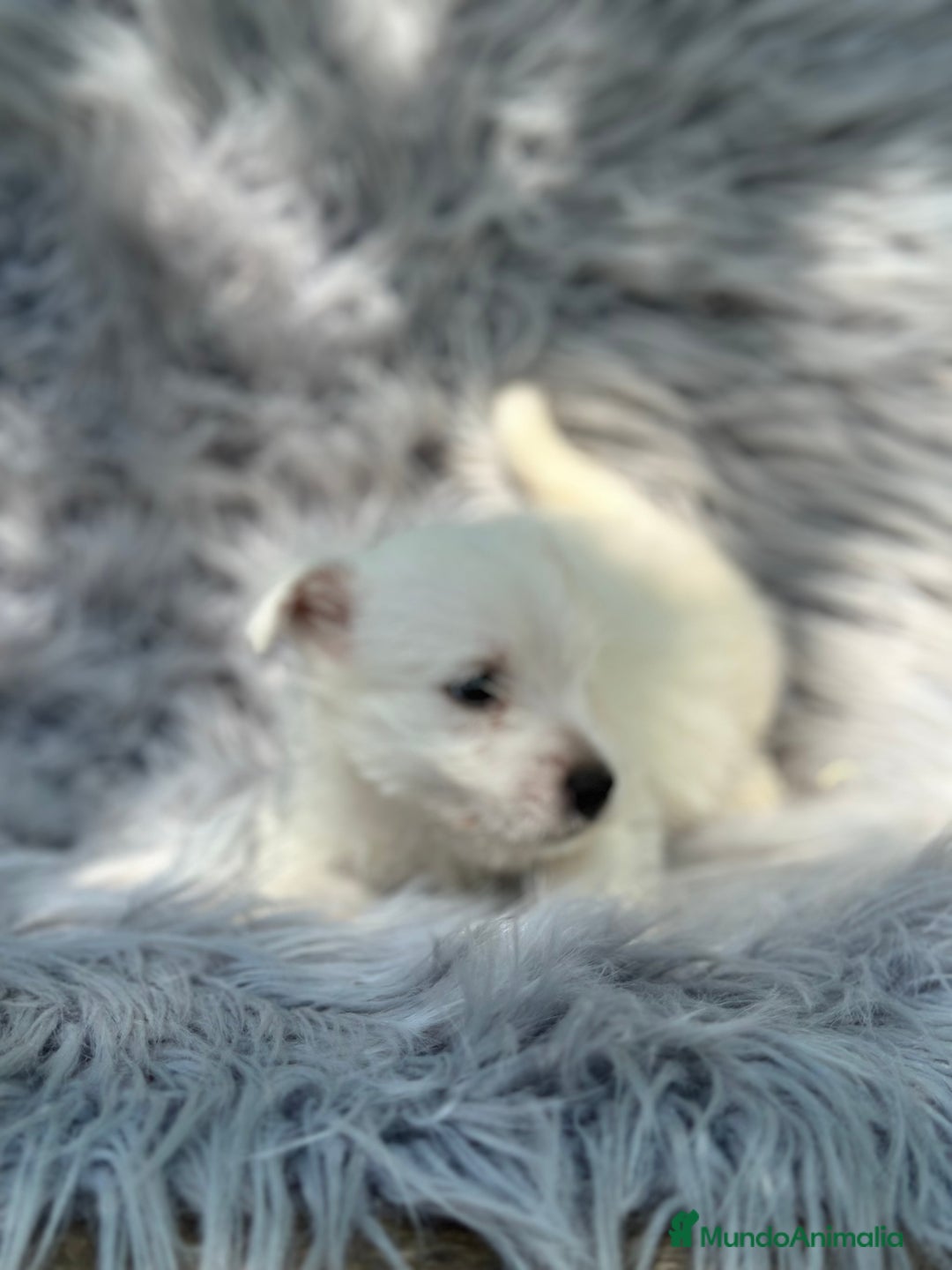 West Highland White Terrier perros en venta: WEST HISDLAND TERRIER - Imagen 6