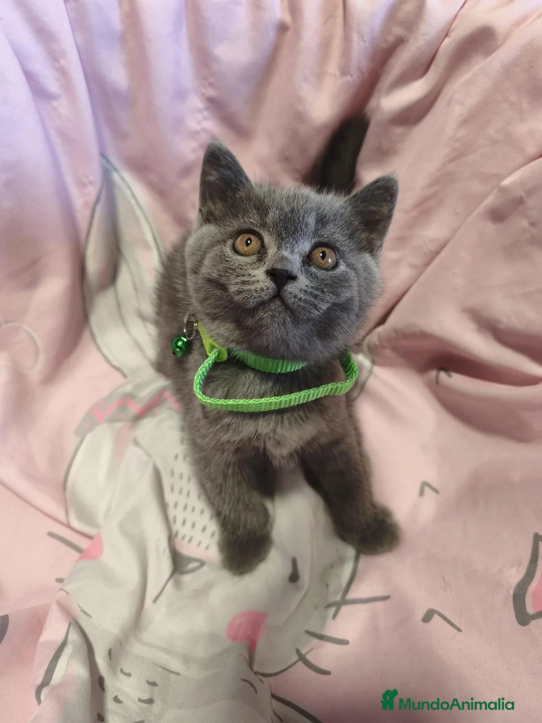 Británico de Pelo Corto Azul gatos en venta: British shorthair blue en Valencia - Anuncio 15