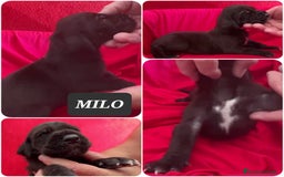 Dogo Alemán perros en venta: Cachorros bebes - Imagen 3