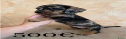 Teckel Miniatura perros en venta: Tekel minis pelo semiduro - Anuncio 6