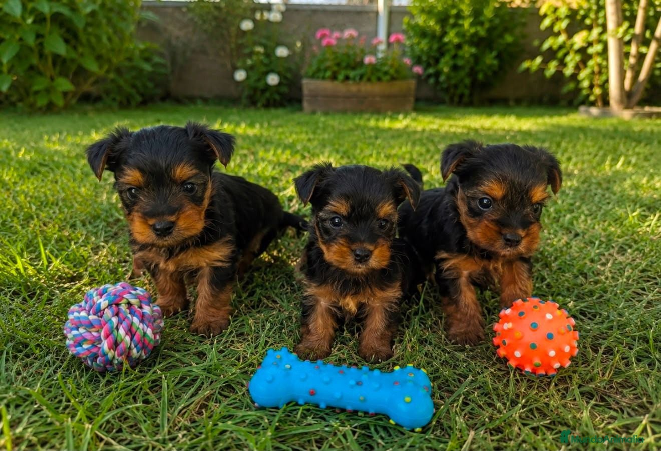 Yorkshire Terrier perros Yorkshire - Anuncio 4