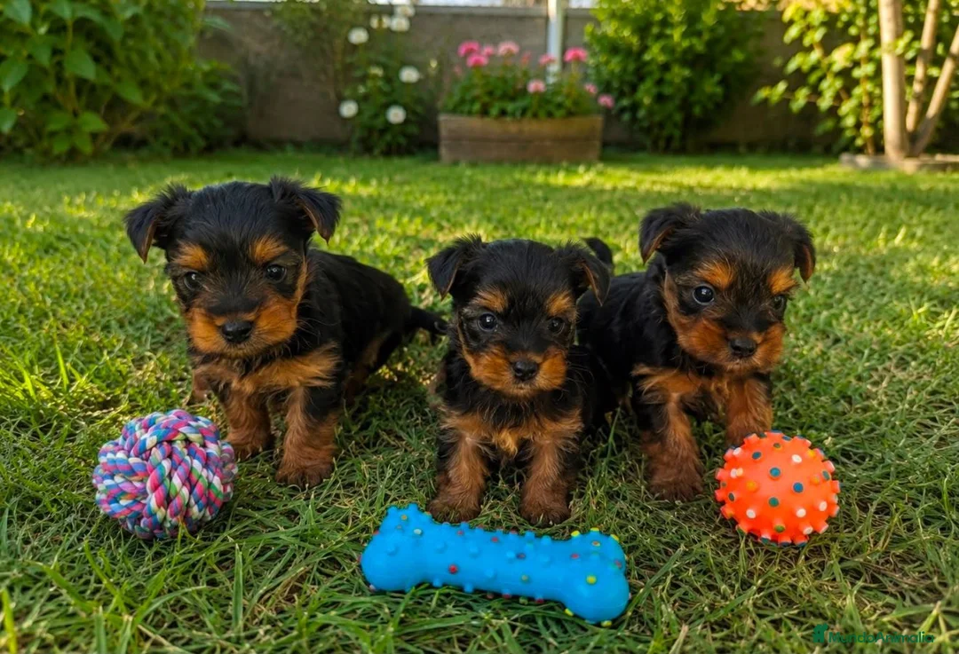 Yorkshire Terrier perros en venta: Yorkshire - Anuncio 1