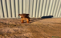 Pinscher Miniatura perros en venta: Pinscher miniatura hermbra chocolate  - Anuncio 5