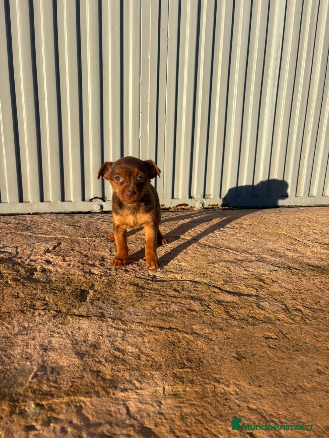 Pinscher Miniatura perros en venta: Pinscher miniatura hermbra chocolate  - Anuncio 5