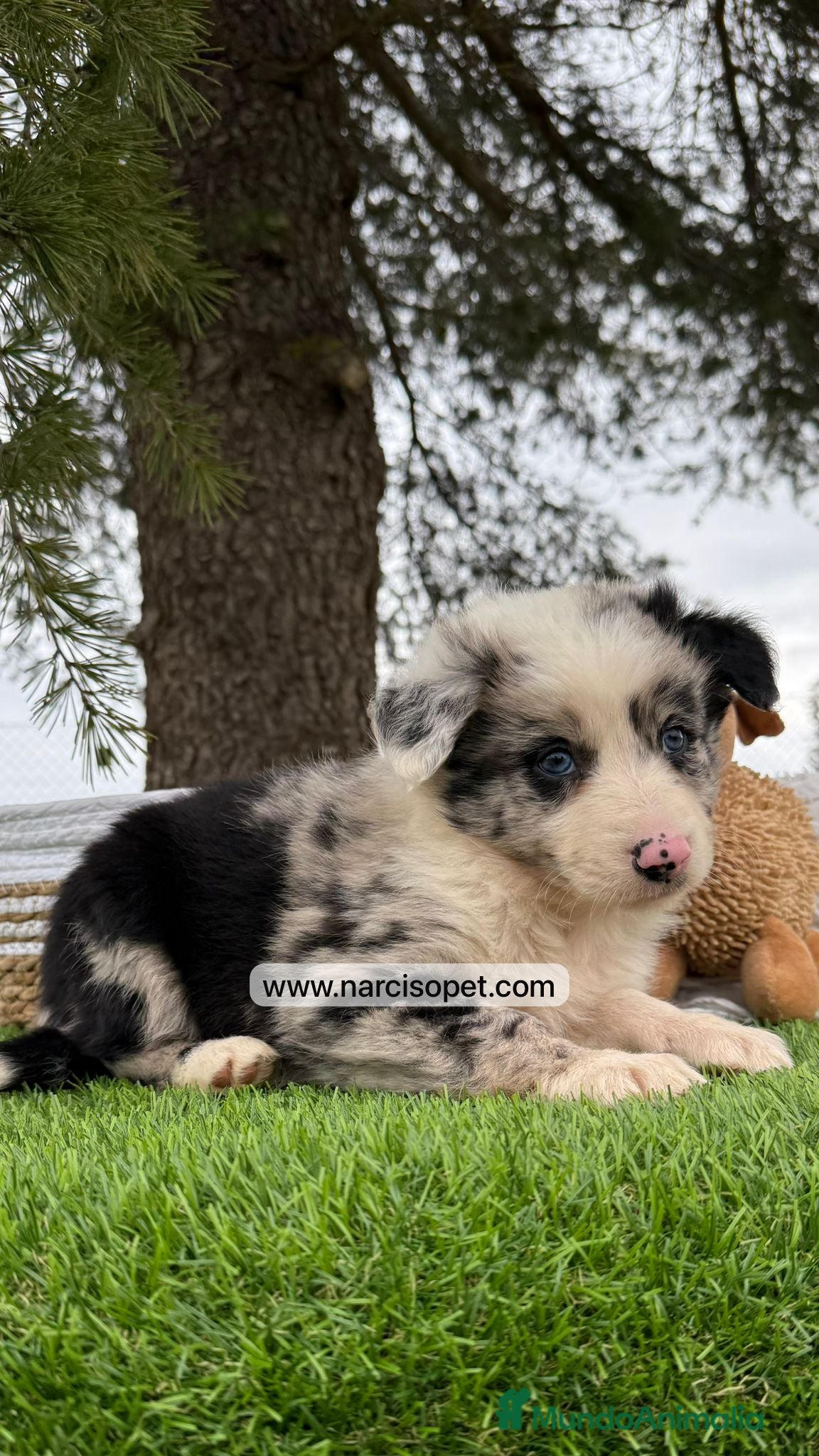 Border Collie perros INCREIBLES BORDER COLLIE MERLE - Anuncio 15
