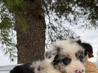 Border Collie perros - Anuncio 15