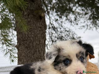 Border Collie perros INCREIBLES BORDER COLLIE MERLE - Anuncio 10