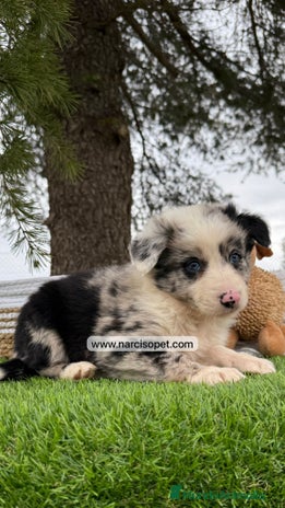 Border Collie perros - Anuncio 15