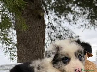 Border Collie perros INCREIBLES BORDER COLLIE MERLE - Anuncio 30