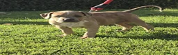 American Bully perros en venta: American Bully - Anuncio 4