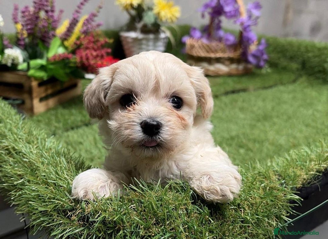 Maltipoo perros en venta: Maltipoo hembra disponible!! - Anuncio 2