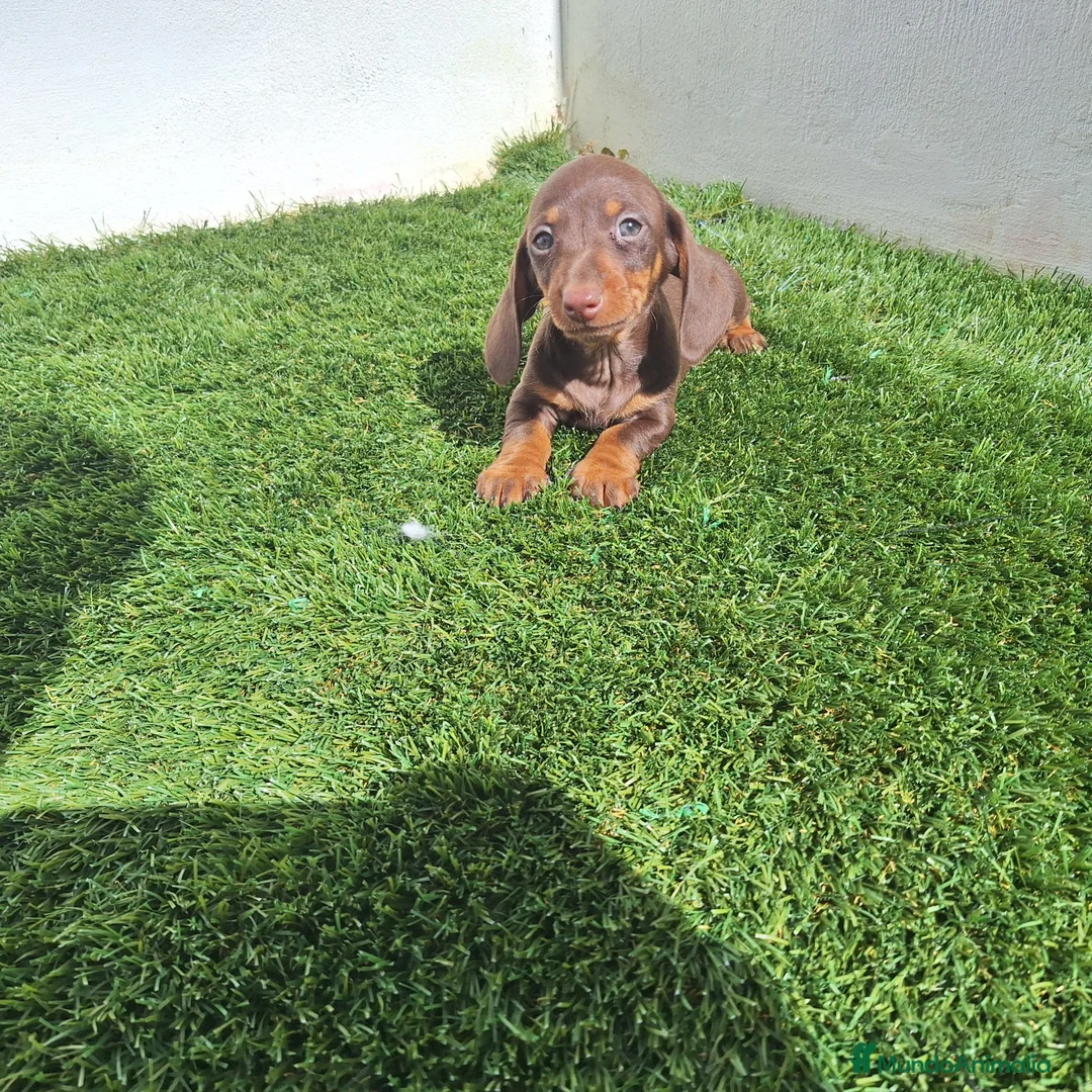 Teckel Miniatura perros en venta: TECKEL MINIATURA CHOCOLATE  - Anuncio 1