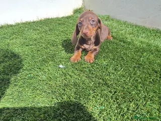 Teckel Miniatura perros TECKEL MINIATURA CHOCOLATE - Anuncio 1