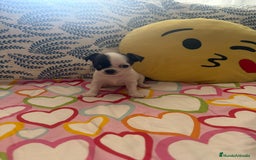 Chihuahua perros en venta: Chihuahua toy colores exóticos pelo largo y corto  - Imagen 4