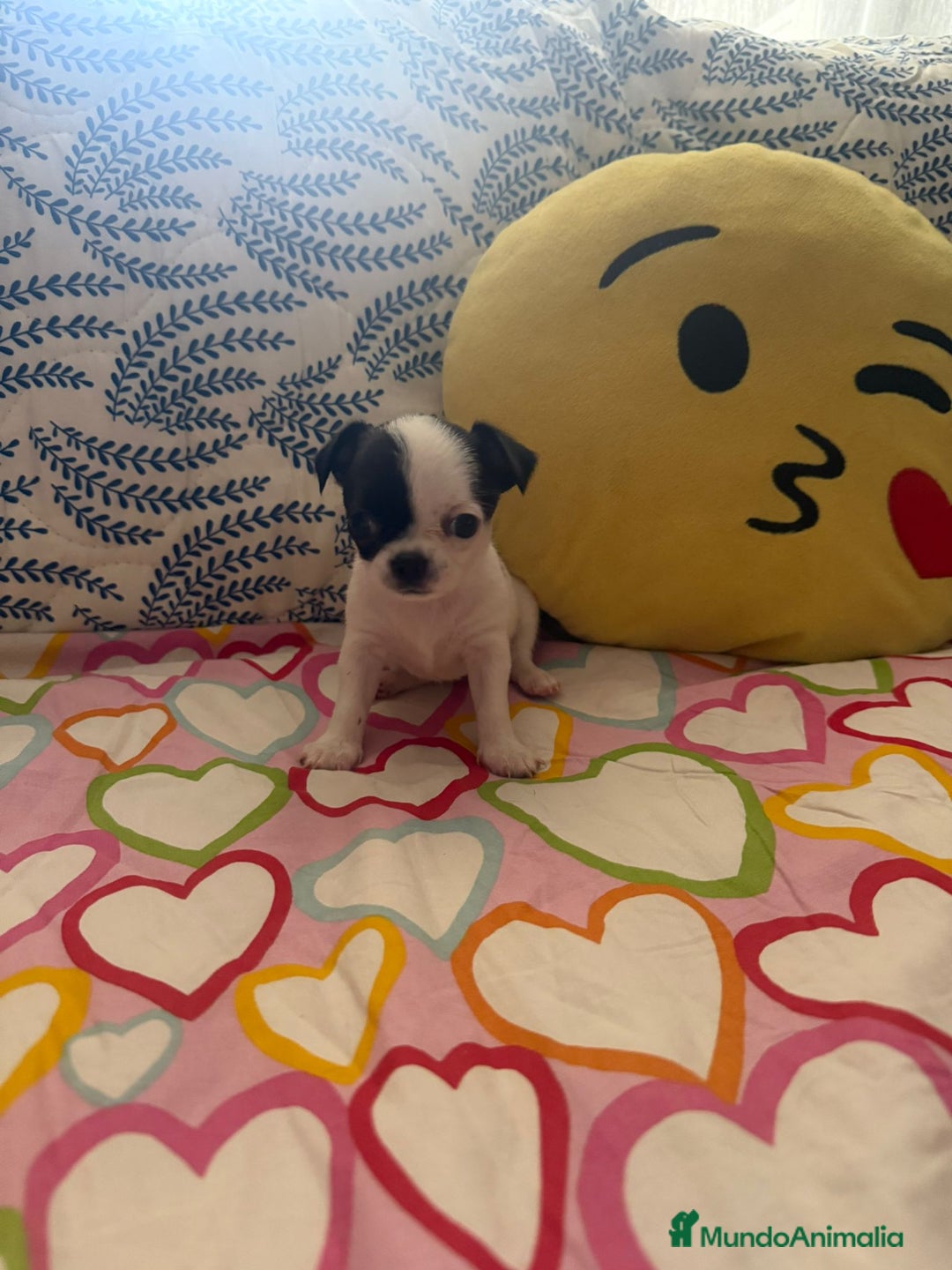 Chihuahua perros en venta: Chihuahua toy colores exóticos pelo largo y corto  - Imagen 4