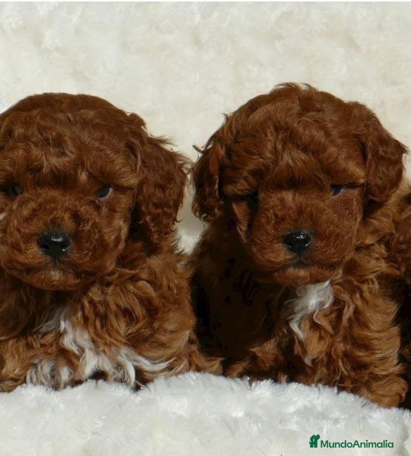 Caniche Enano perros Caniche toy en Badajoz - Anuncio 4