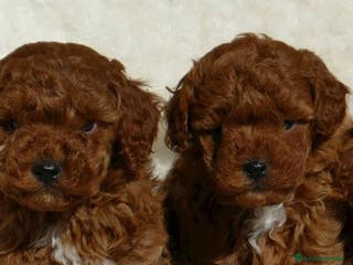 Caniche Enano perros Caniche toy en Badajoz - Anuncio 6