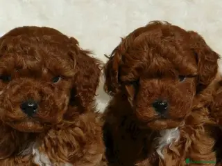 Caniche Enano perros Caniche toy en Badajoz - Anuncio 5