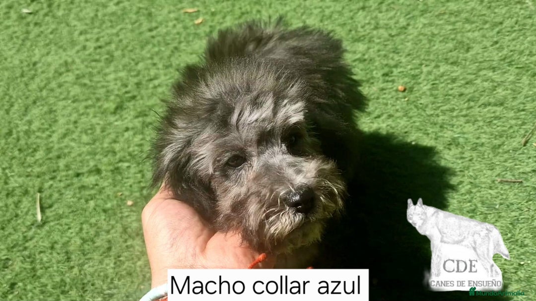 Caniche Enano perros en venta: Caniches EXCLUSIVOS!!! - Imagen 3