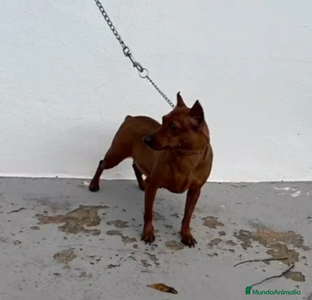 Pinscher Miniatura perros en venta: mini pinscher - Anuncio 4