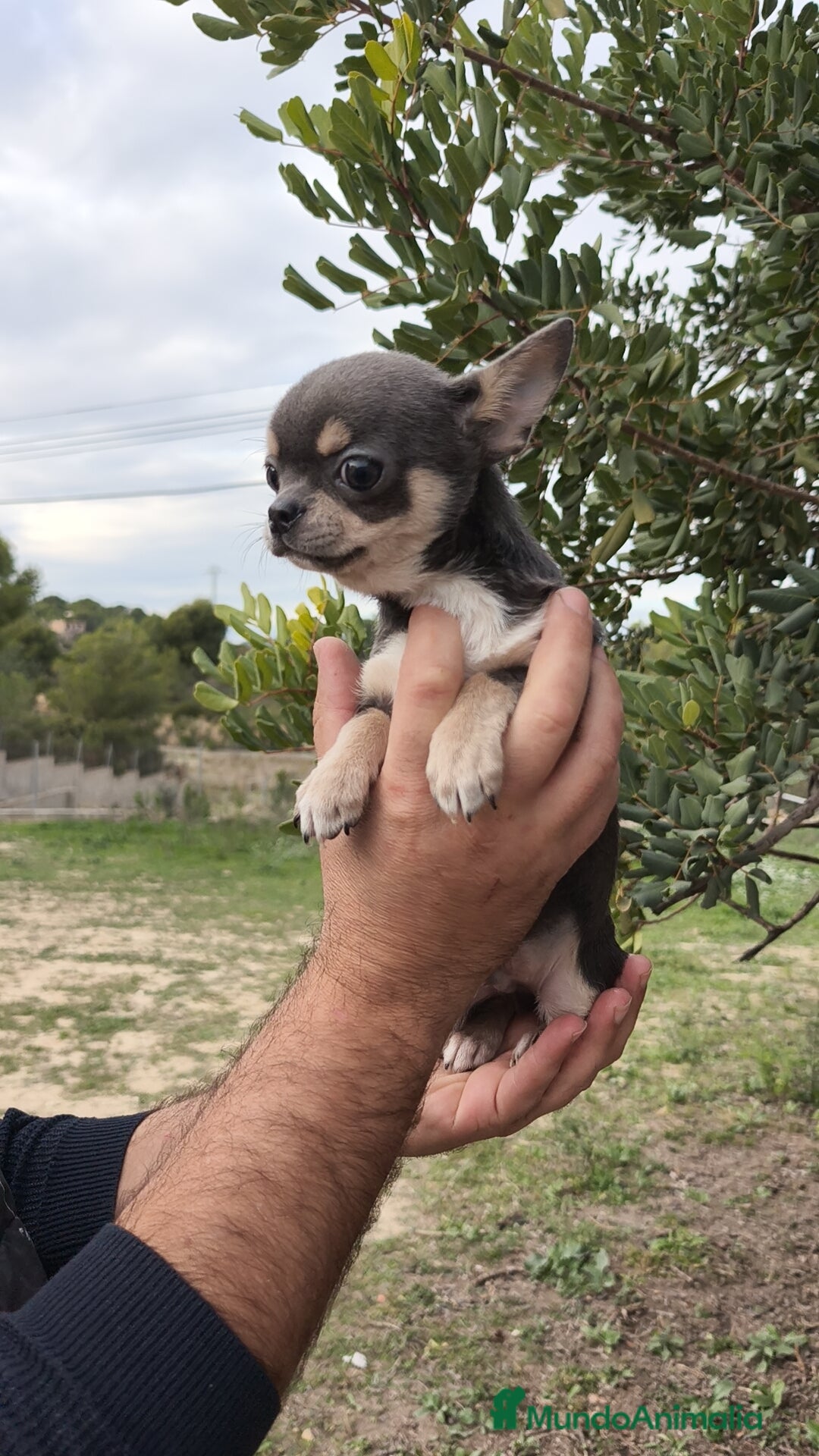 Chihuahua perros en venta: Chihuahua blue 🍎 Macho - Anuncio 6