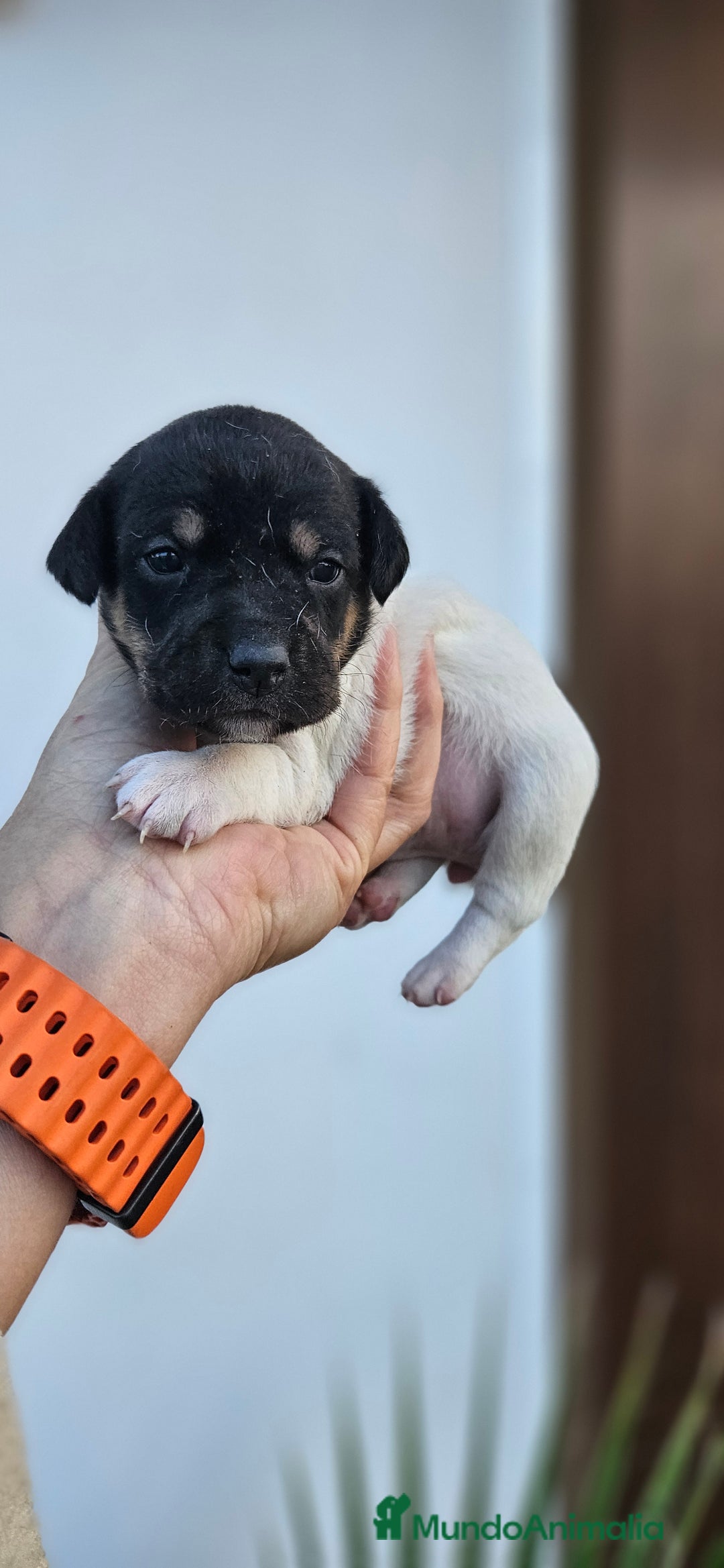 Ratonero Bodeguero Andaluz perros en venta: Ratonero bodeguero andaluz - Anuncio 5