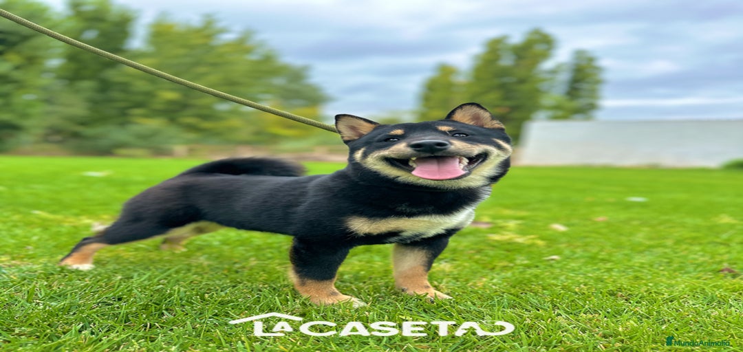 Imagen de galería {{count}}