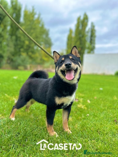 Imagen de galería {{count}}