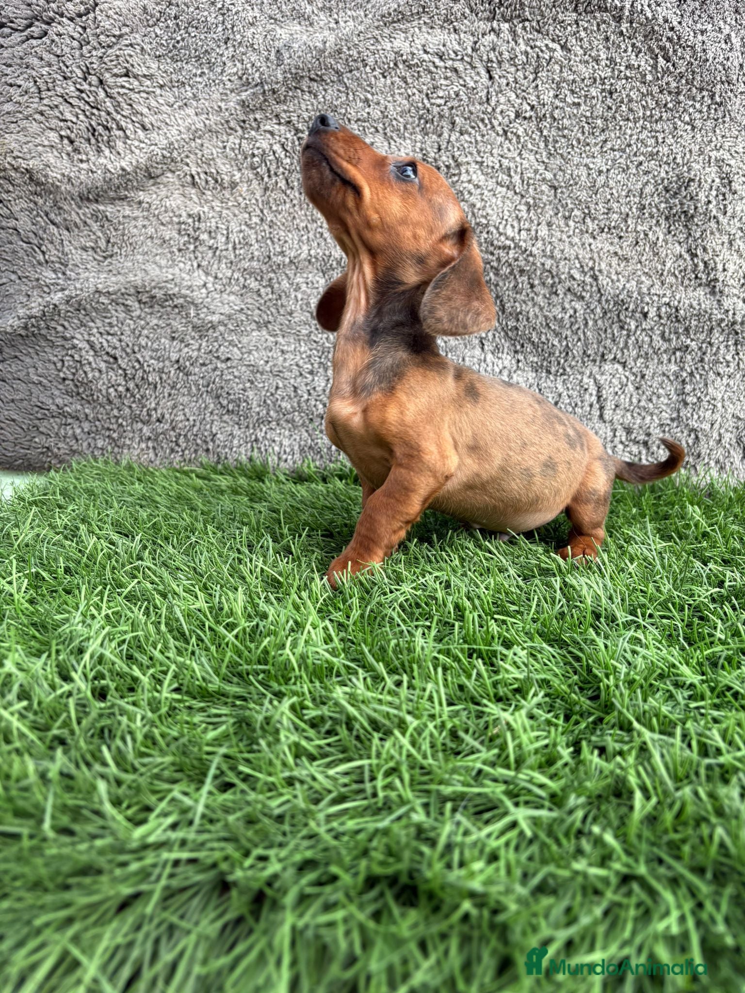 Teckel Miniatura perros Macho de Teckel Kaninchen Merle chocolate diluido - Anuncio 8