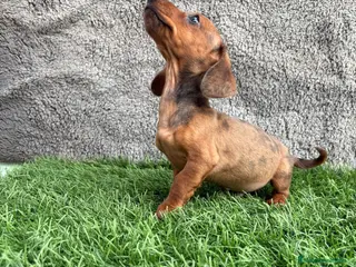 Teckel Miniatura perros Macho de Teckel Kaninchen Merle chocolate diluido - Anuncio 8